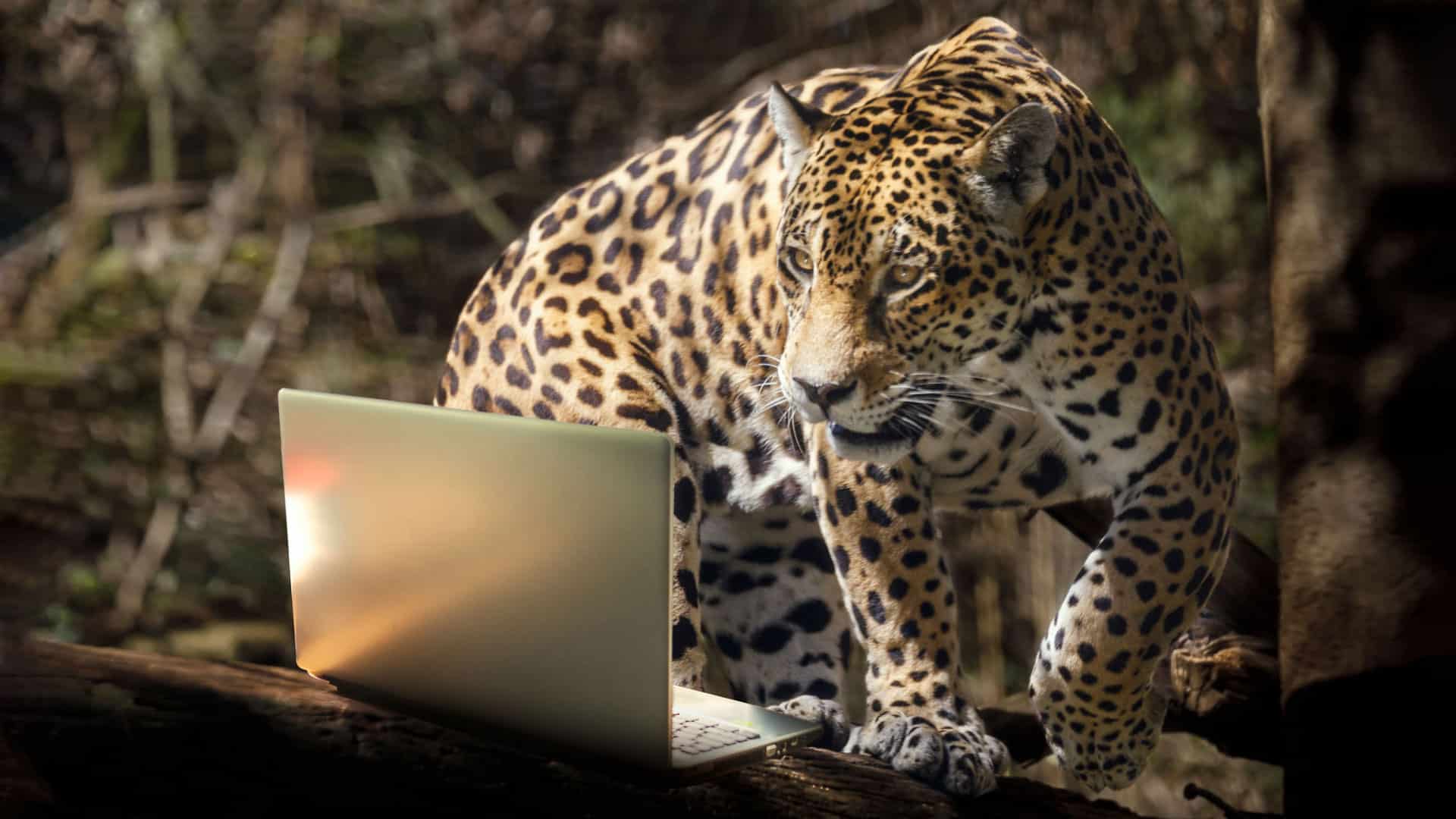 Observatório JustiçaECO Ong